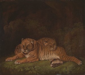 tygři od Charles Towne