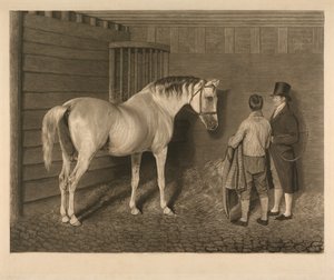 Wellesley Arabian od Charles Turner