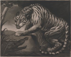 Tygr a krokodýl od Charles Turner