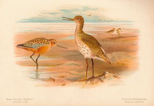 Limosa rufa barocasý, totanus červenoocasý, 1900, 1900 od Charles Whymper