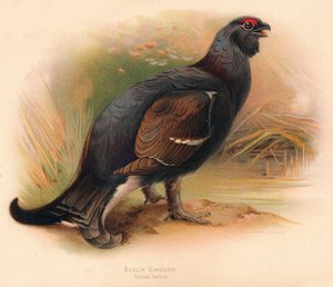Tetřívek obecný Tetrao tetrix, 1900, 1900