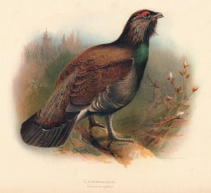 Tetřev hlušec Tetrao urogallus, 1900, 1900