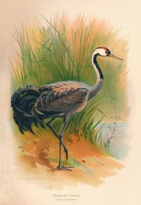 Jeřáb obecný Grus cinerea, 1900, 1900