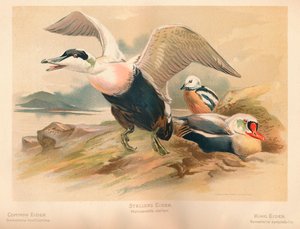 Eider Somateria mollissima, Steller