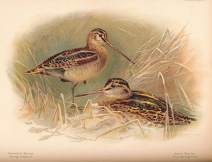 Snipe obecný Gallinago scolopacina, Jack Snipe Limnocryptes gallinula, 1900, 1900