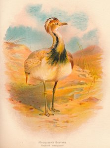 Drop Macqueens Houbara macqueeni, 1900, 1900 od Charles Whymper