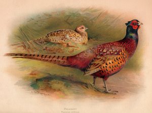 Bažant Phasianus colchicus, 1900, 1900
