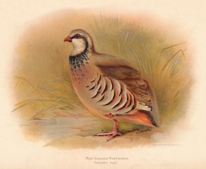 Koroptev rudonohá Caccabus rufa, 1900, 1900