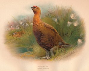 Tetřev obecný Lagopus scoticus, 1900, 1900