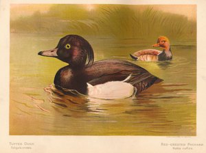 Kachna chocholatá Fuligata cristata, Pochard chocholatý Netta rufina, 1900, 1900