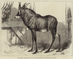 Koňská antilopa z Núbie, v zahradách Zoologické společnosti od Charles William Carter