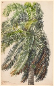 Palma Real od Charles de Wolf Brownell