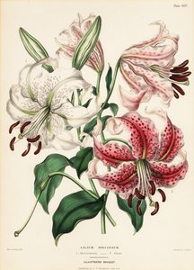 Japonské odrůdy lilie, Lilium specioseum od Charlotte Caroline Sowerby