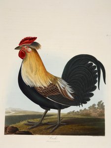 Kohout, Phasianus, hospoda. 1835 Ručně kolorovaná rytina. od Charlotte Lousia Emily Perrott