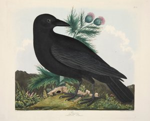 Raven, Corvus Corai, hospoda. 1835 Ručně kolorovaná rytina. od Charlotte Lousia Emily Perrott