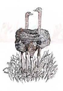 Flamingos, 2018 (pero a inkoust) od Charlotte Orr
