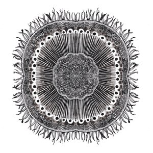 Plant Cells, 2019 (pero a inkoust) od Charlotte Orr