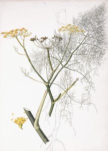 Botanická studie, 1822-1845 od Charlotte Strickland