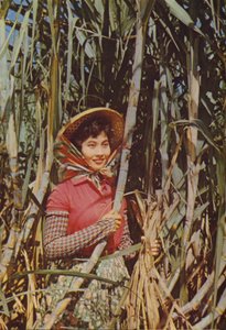 Tchaj-wan: Třtinový cukr od Chinese Photographer