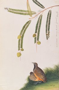 Buttonquail barred, from Drawings of Birds from Malacca, c.1805-18 (wc on paper) od Chinese School