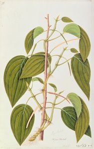 Betel Leaf, z padesáti pěti kreseb léčivých rostlin z Malacca, svazek 1, c.1805-18 (wc na papíře) od Chinese School