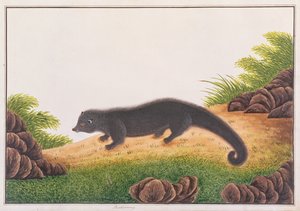 Binturong, z kreseb zvířat, hmyzu a plazů z Malacca, kolem 1805-18 (wc a kvaš na papíře) od Chinese School