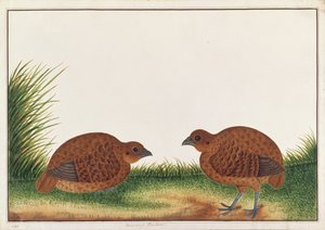 Černá koroptev, z kresby ptáků z Malacca, kolem 1805-18 (wc na papíře) od Chinese School