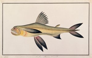 Bombay Duck, from Drawings of Fishes from Malacca, c.1805-18 (wc na papíře) od Chinese School