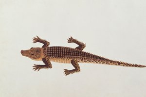 Boo-ay-ah Alligator, z kreseb zvířat, hmyzu a plazů z Malacca, kolem 1805-18 (wc a kvaš na papíře) od Chinese School
