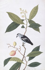 Booah Nawa Hawa, z Drawings of Birds from Malacca, c.1805-18 (wc na papíře) od Chinese School