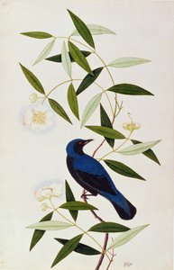 Boorah Farleeh, z Drawings of Birds from Malacca, c.1805-18 (wc na papíře) od Chinese School