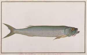Dorab Wolf-herring, z Drawings of Fishes from Malacca, c.1805-18 (wc na papíře) od Chinese School