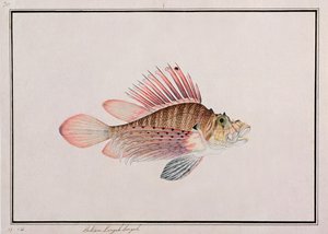 Eekan Linqah Singah, z Drawings of Fishes from Malacca, c.1805-18 (wc na papíře) od Chinese School