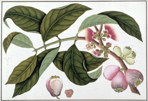 Eugenia nebo Jamboo Teloie poote, z Drawings of Plants from Malacca, c.1805-18 (wc na papíře) od Chinese School