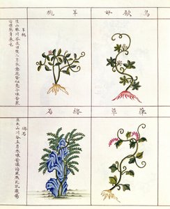 Čtyři rostliny z Pen Tsao, sbírka léčivých rostlin, 18.-19. století od Chinese School