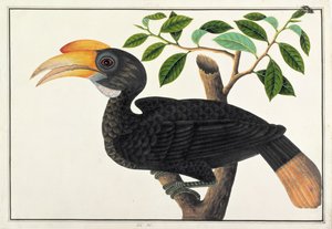 Ke ke, z Kresby ptáků z Malacca, kolem 1805-18 (wc na papíře) od Chinese School