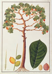 Klapang Terminalia Molucana nebo malajská mandle, z výkresů rostlin z Malacca, c.1805-18 (wc na papíře) od Chinese School