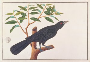 Koel, z Drawings of Birds from Malacca, c.1805-18 (wc na papíře) od Chinese School