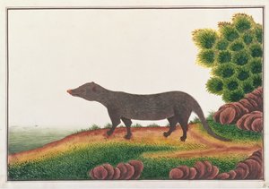 Mongoose, z kreseb zvířat, hmyzu a plazů z Malacca, kolem 1805-18 (kvaš a wc na papíře) od Chinese School