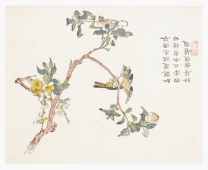 Zahrada hořčičných semen od Chinese School