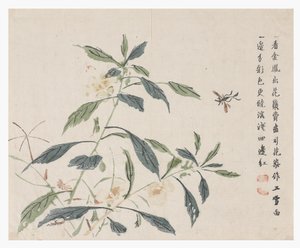 Zahrada hořčičných semen od Chinese School