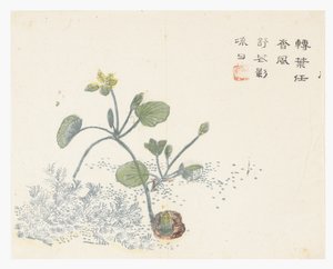 Zahrada hořčičných semen od Chinese School