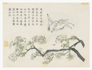 Zahrada hořčičných semen od Chinese School
