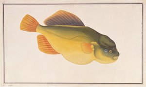 Putterfish, z Drawings of Fishes from Malacca, c.1805-18 (wc na papíře) od Chinese School