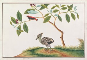 Květináč se šarlatovým hřbetem s šedožlutým datelem, z kresby ptáků z Malacca, kolem 1805-18 (wc na papíře)