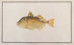 Starry Triggerfish, od Drawings of Fishes from Malacca, c.1805-18 (wc na papíře) od Chinese School