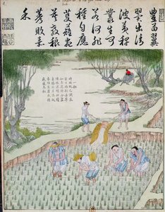Weeding, The Rice Culture in China (barevný dřevořez) od Chinese School