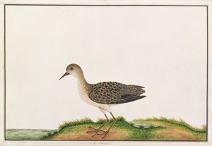 Sandpiper dřevěný, z výkresů ptáků z Malacca, kolem 1805-18 (wc na papíře)