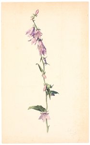 Campanula od Christen Dalsgaard