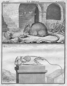 Myš, c1763.